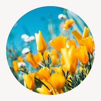 Yellow tulip field circle shape badge, flower photo