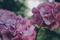 Pink clusters of hydrangea flowers. Original public domain image from <a href="https://commons.wikimedia.org/wiki/File:Pink_hydrangea_clusters_(Unsplash).jpg" target="_blank">Wikimedia Commons</a>