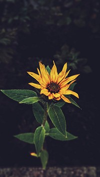 Yellow flower mobile wallpaper. Original public domain image from <a href="https://commons.wikimedia.org/wiki/File:Nick_Nice_2016_(Unsplash).jpg" target="_blank">Wikimedia Commons</a>