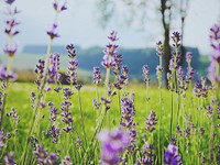 Lavender flowers in a green field. Original public domain image from <a href="https://commons.wikimedia.org/wiki/File:Sweet_lavender_in_a_green_field_(Unsplash).jpg" target="_blank">Wikimedia Commons</a>