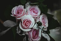A pale shot of regular pink roses. Original public domain image from <a href="https://commons.wikimedia.org/wiki/File:Pink_Bouquet_(Unsplash).jpg" target="_blank" rel="noopener noreferrer nofollow">Wikimedia Commons</a>