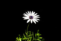 A white daisy and stem against a black background. Original public domain image from <a href="https://commons.wikimedia.org/wiki/File:White_daisy_(Unsplash).jpg" target="_blank" rel="noopener noreferrer nofollow">Wikimedia Commons</a>