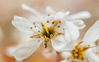A macro shot of a white flower with a yellow stamen. Original public domain image from <a href="https://commons.wikimedia.org/wiki/File:White_flowers_in_close-up_(Unsplash).jpg" target="_blank" rel="noopener noreferrer nofollow">Wikimedia Commons</a>