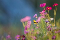 A small yellow bird perched on a stem of a pink flower. Original public domain image from <a href="https://commons.wikimedia.org/wiki/File:Bird_perched_on_flowers_(Unsplash).jpg" target="_blank" rel="noopener noreferrer nofollow">Wikimedia Commons</a>