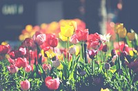 Colorful tulips rising up in a garden during sunrise. Original public domain image from Wikimedia Commons