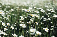 daisy. Original public domain image from <a href="https://commons.wikimedia.org/wiki/File:Daisy_1_(Unsplash).jpg" target="_blank" rel="noopener noreferrer nofollow">Wikimedia Commons</a>