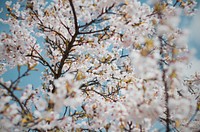 White cherry blossom background. Original public domain image from <a href="https://commons.wikimedia.org/wiki/File:Blossom-westerpark_(Unsplash).jpg" target="_blank">Wikimedia Commons</a>