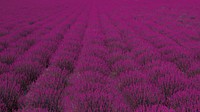 A vast field with rows of purple lavender stretching across the frame. Original public domain image from Wikimedia Commons