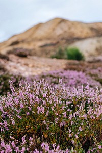Pink heather flowers growing wild near rocky hills. Original public domain image from Wikimedia Commons