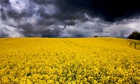Rapeseed field near Aabenraa, Denmark. Original public domain image from Wikimedia Commons