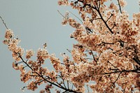 Cherry blossom background. Original public domain image from <a href="https://commons.wikimedia.org/wiki/File:Seoul,_South_Korea_(Unsplash_Zv9YtLXs7pM).jpg" target="_blank">Wikimedia Commons</a>