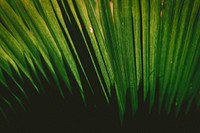 Palm Shadows. Original public domain image from <a href="https://commons.wikimedia.org/wiki/File:Palm_Shadows_(Unsplash).jpg" target="_blank" rel="noopener noreferrer nofollow">Wikimedia Commons</a>