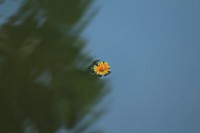 Single yellow flower floating on the surface of water. Original public domain image from <a href="https://commons.wikimedia.org/wiki/File:Floating_yellow_flower_(Unsplash).jpg" target="_blank">Wikimedia Commons</a>