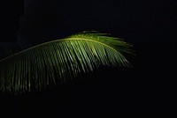 Palm in the dark. Original public domain image from <a href="https://commons.wikimedia.org/wiki/File:Palm_in_the_Dark_(Unsplash).jpg" target="_blank">Wikimedia Commons</a>