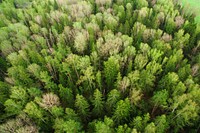 A drone shot of a green forest in Russia. Original public domain image from Wikimedia Commons