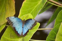 Blue butterfly on green leaf. Original public domain image from <a href="https://commons.wikimedia.org/wiki/File:Ashley_Rich_2016_(Unsplash).jpg" target="_blank">Wikimedia Commons</a>