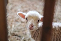 Little lamb in the farm. Original public domain image from Wikimedia Commons