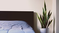 Corner of room with blue duvet, black headboard, and potted houseplant. Original public domain image from Wikimedia Commons