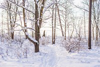 A woman walking near the forest on a bright winter day. Original public domain image from <a href="https://commons.wikimedia.org/wiki/File:Woman_on_a_bright_winter_day_(Unsplash).jpg" target="_blank" rel="noopener noreferrer nofollow">Wikimedia Commons</a>
