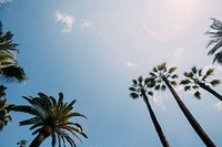Palm trees touching the blue sky in Barcelona. Original public domain image from <a href="https://commons.wikimedia.org/wiki/File:Barcelona_palm_trees_(Unsplash).jpg" target="_blank" rel="noopener noreferrer nofollow">Wikimedia Commons</a>