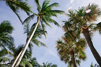 Palm trees on the blue sky in Fort Lauderdale. Original public domain image from Wikimedia Commons