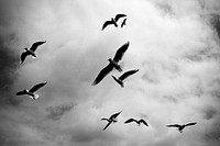 Silhouette seagulls, dark cloud sky. Original public domain image from <a href="https://commons.wikimedia.org/wiki/File:Netherlands_(Unsplash_bUu9bVUosqE).jpg" target="_blank">Wikimedia Commons</a>