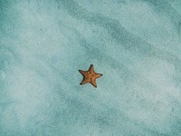Lone star. Original public domain image from Wikimedia Commons