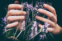 Close-up of a person's hands touching wild lavender flowers. Original public domain image from Wikimedia Commons