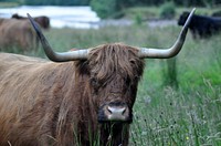 Long horn in the field. Original public domain image from Wikimedia Commons