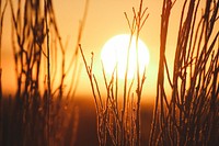 Sunrise over field. Original public domain image from <a href="https://commons.wikimedia.org/wiki/File:Jeremy_Bishop_2017-01-04_(Unsplash).jpg" target="_blank">Wikimedia Commons</a>