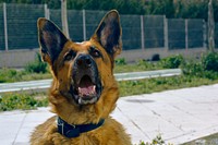 Close up shot of german shepherd dog&#39;s face with open mouth. Original public domain image from <a href="https://commons.wikimedia.org/wiki/File:Manu_Ad%C3%A1n_2016_(Unsplash).jpg" target="_blank">Wikimedia Commons</a>