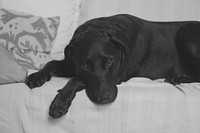 Black dog lying on white sofa. Original public domain image from Wikimedia Commons