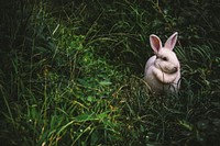 Cute white rabbit sitting on grassy field. Puerto Rico. Original public domain image from Wikimedia Commons