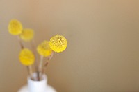 Round yellow seed heads in a white vase. Original public domain image from Wikimedia Commons