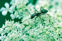 Small ant crawls over white flowers. Original public domain image from Wikimedia Commons