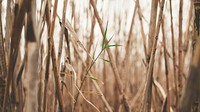 Single green plant grows among dead brown stalks. Original public domain image from Wikimedia Commons