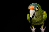Green parrot with an orange forehead against black background. Original public domain image from <a href="https://commons.wikimedia.org/wiki/File:Parrot_(Unsplash).jpg" target="_blank" rel="noopener noreferrer nofollow">Wikimedia Commons</a>