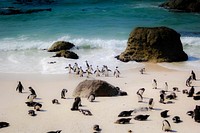 Small group of penguins on the sand beach with rocks at Simon's Town. Original public domain image from Wikimedia Commons