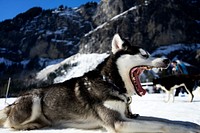A yawning husky on snow near a jagged mountain. Original public domain image from <a href="https://commons.wikimedia.org/wiki/File:Yawning_husky_on_snow_(Unsplash).jpg" target="_blank" rel="noopener noreferrer nofollow">Wikimedia Commons</a>