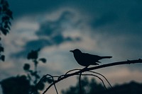 Silhouette bird perching on branch. Original public domain image from <a href="https://commons.wikimedia.org/wiki/File:Bird_At_Sunset_(Unsplash).jpg" target="_blank">Wikimedia Commons</a>