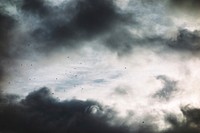 Group of birds are flying in dark and unclear sky  2016. Original public domain image from Wikimedia Commons