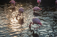 Flock of flamingos feeds on fish in the water. Original public domain image from <a href="https://commons.wikimedia.org/wiki/File:Flock_of_Flamingos_(Unsplash).jpg" target="_blank" rel="noopener noreferrer nofollow">Wikimedia Commons</a>