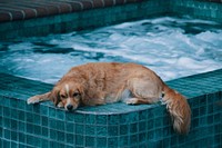 Brown fluffy dog lying on jacuzzi pool's edge. Original public domain image from Wikimedia Commons