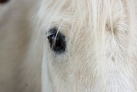 Half of a white horse face, close up shot. Original public domain image from <a href="https://commons.wikimedia.org/wiki/File:Chrissie_kremer_2017-05-23_(Unsplash).jpg" target="_blank">Wikimedia Commons</a>