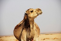Portrait of a camel in the desert of Tozeur. Original public domain image from Wikimedia Commons