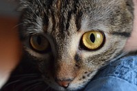 Close-up of a tabby cat's large green eyes. Original public domain image from <a href="https://commons.wikimedia.org/wiki/File:Cat_eyes_up_close_(Unsplash).jpg" target="_blank" rel="noopener noreferrer nofollow">Wikimedia Commons</a>