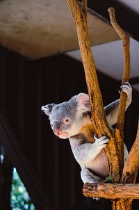 Cute koala climbing a tree structure in a zoo. Original public domain image from Wikimedia Commons
