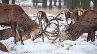 Couple of deer are fighting at Richmond Park, Richmond, United Kingdom. Original public domain image from Wikimedia Commons