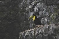 Wild Toucan perched on a rocky cliff. Original public domain image from Wikimedia Commons
