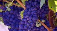 A close-up of bunches of purple grapes on the vine. Original public domain image from <a href="https://commons.wikimedia.org/wiki/File:Future_wine_on_vine_(Unsplash).png" target="_blank" rel="noopener noreferrer nofollow">Wikimedia Commons</a>